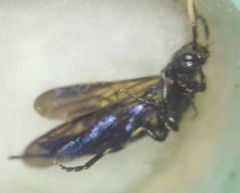 Tremex magus