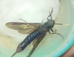 Tremex magus
