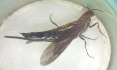Tremex magus