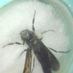 Tremex magus
