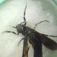 Tremex magus