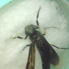 Tremex magus