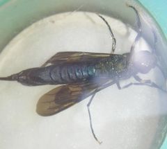 Tremex magus