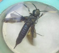 Tremex magus