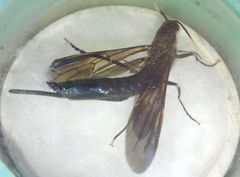 Tremex magus