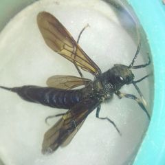 Tremex magus