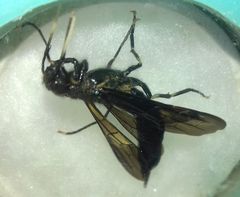 Tremex magus