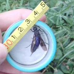 Tremex magus