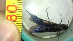 Tremex magus