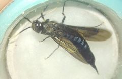 Tremex magus