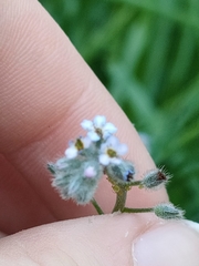 Myosotis arvensis