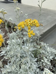 Constancea nevinii