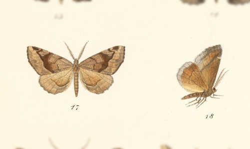 Neoselenia narcaea