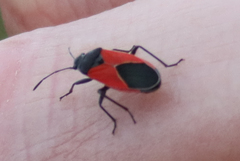 Melanopleurus belfragei