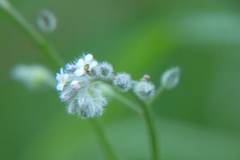 Myosotis arvensis