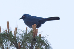 Aphelocoma unicolor