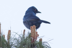 Aphelocoma unicolor