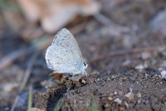 Celastrina echo cinerea
