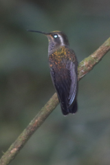 Lampornis amethystinus