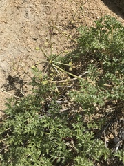 Tauschia parishii