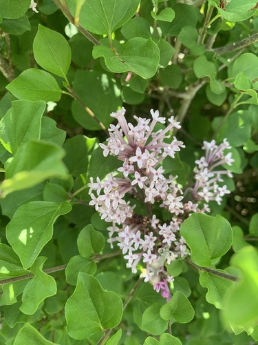 Syringa meyeri iNat (1)