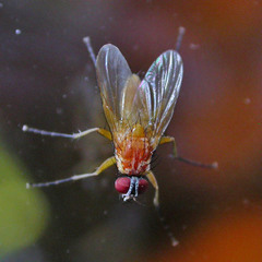 Achanthiptera rohrelliformis