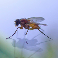 Achanthiptera rohrelliformis