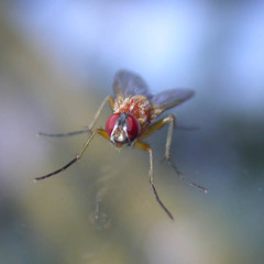 Achanthiptera rohrelliformis