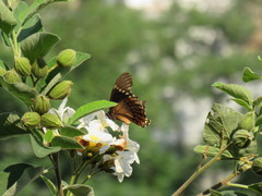 Papilio menatius victorinus