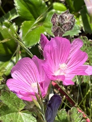 Sidalcea malviflora malviflora