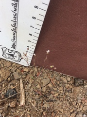 Hesperolinon micranthum