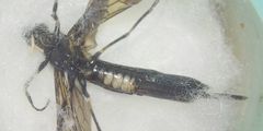 Tremex magus