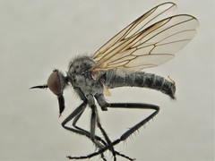Rhamphomyia laevipes