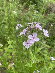 Phlox maculata