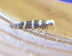 Argyresthia trifasciata