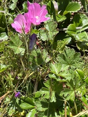 Sidalcea malviflora malviflora