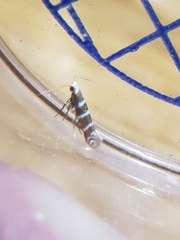 Argyresthia trifasciata