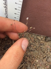 Hesperolinon micranthum