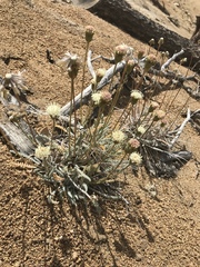 Chaenactis santolinoides