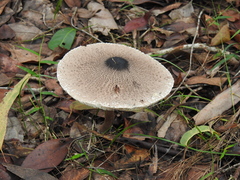 Macrolepiota eucharis