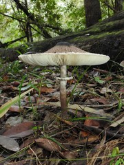 Macrolepiota eucharis