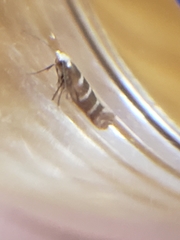 Argyresthia trifasciata