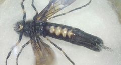 Tremex magus