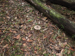 Macrolepiota eucharis