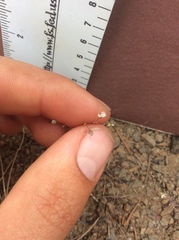 Hesperolinon micranthum