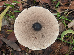Macrolepiota eucharis