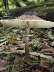 Macrolepiota eucharis