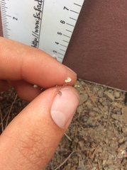 Hesperolinon micranthum