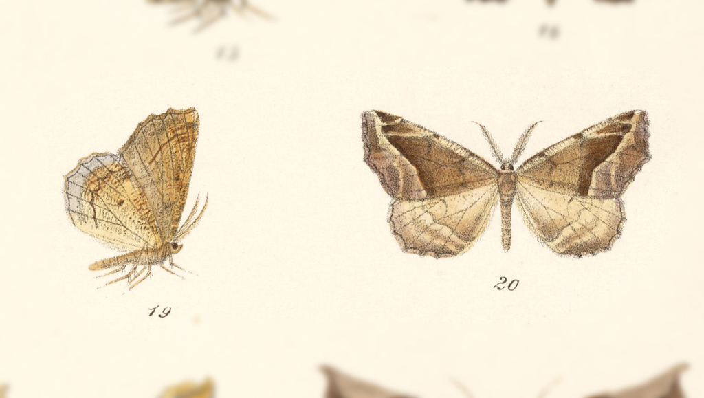 Neoselenia belisama