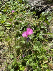 Sidalcea malviflora malviflora
